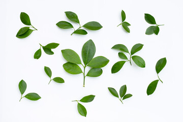 Obraz premium Citrus leaves on a white background. Top view