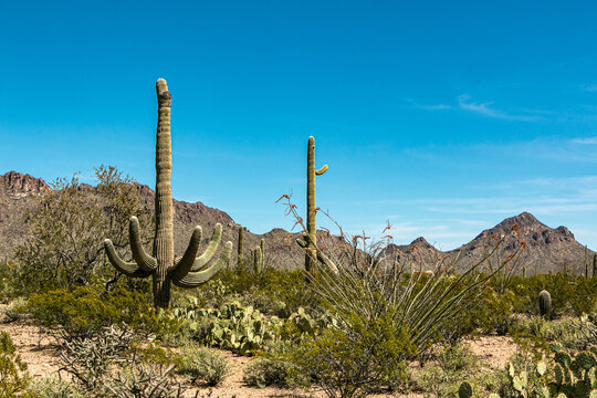 A scenic view of saguaro cactus in the Sonoran Desert of Arizona, with mountains in the background, USA. © Mary Gavan