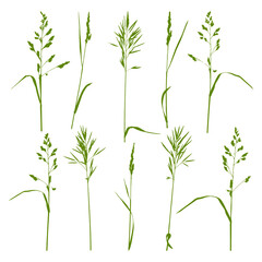 Fototapeta premium Natural herbs isolated on white - silhouettes of wild blades of grass - herbal set