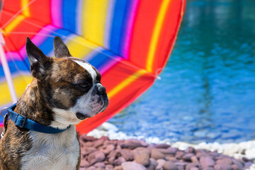 french bulldog on vacation with sunglasses under umbrella on the river bank