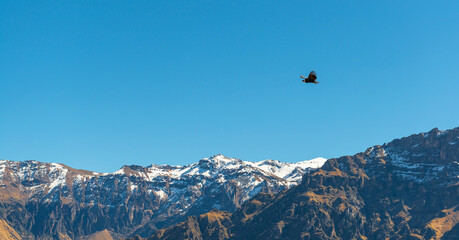 Andean Condor (Vultur gryphus) flying above Andes mountains, Colca Canyon, Arequipa, Peru.