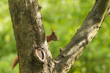 squirrel on a tree