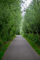 small road with overhanging trees and bushes