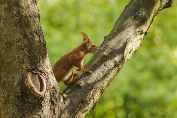 Obraz premium squirrel on tree