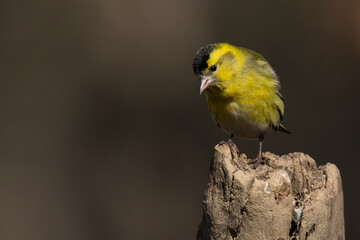 small siskin bird on the stump looks down on a blurry brown background