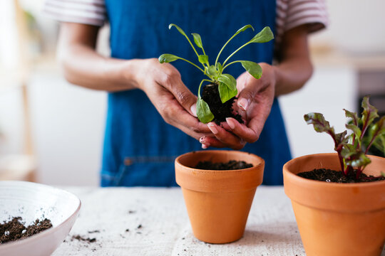Crop black gardener showing uprooted sprout