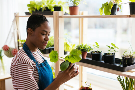 Black gardener inspecting potted plant