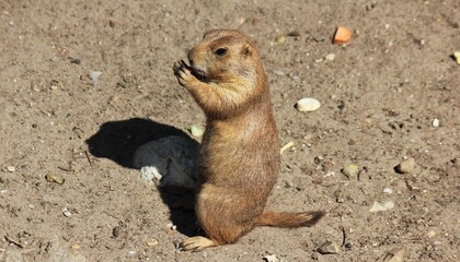 Black tailed prairie dog eating
