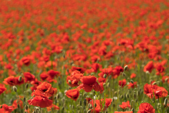 Red poppy background © Konrad
