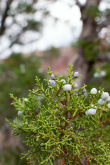 Juniper Berries On Branch