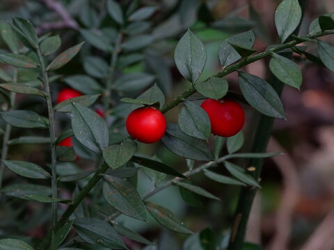 RUSCO (RUSCUS ACULEATUS). DETALLE DE LAS PEQUE&Ntilde;AS HOJAS DE COLOR VERDE OSCURO. DETALLE DEL FRUTO ROJO.
