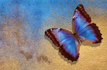 gold and blue background. watercolor paper painted in blue and gold paint. bright morpho butterfly...