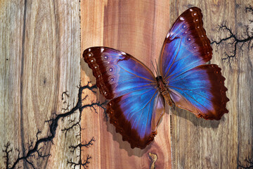 colorful morpho butterfly on natural wood background.