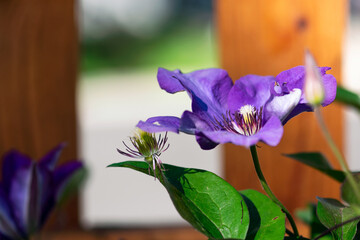 Purple Clematis Blossom