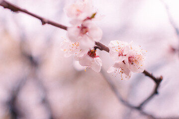 blooming sakura in a japanese garden