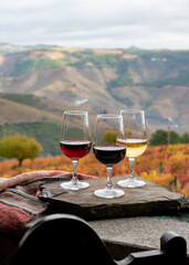 Tasting of Portuguese fortified port wine, produced in Douro Valley with colorful terraced vineyards on background in autumn, Portugal - obrazy, fototapety, plakaty