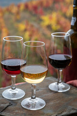 Tasting of Portuguese fortified port wine, produced in Douro Valley with colorful terraced vineyards on background in autumn, Portugal