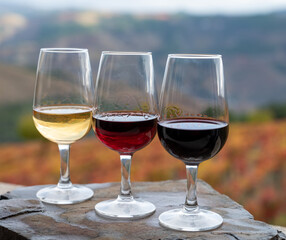 Tasting of Portuguese fortified port wine, produced in Douro Valley with colorful terraced vineyards on background in autumn, Portugal