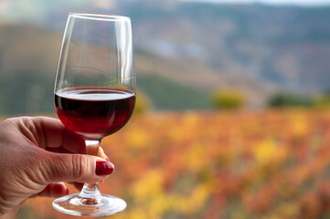Tasting of Portuguese fortified port wine, produced in Douro Valley with colorful terraced vineyards on background in autumn, Portugal