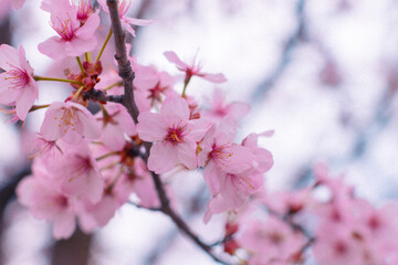 blooming sakura in a japanese garden