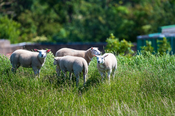 Fototapeta na wymiar Animal collection, young and old sheeps grazing on green meadows on Schouwen-Duiveland, Zeeland, Netherlands