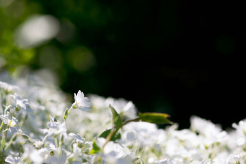 Snow In Summer Flower