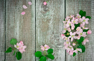 Flowers. Apple tree blossoms on rustic wooden background with copy space for greeting message. Vintage floral background with purple tone retro filter effect