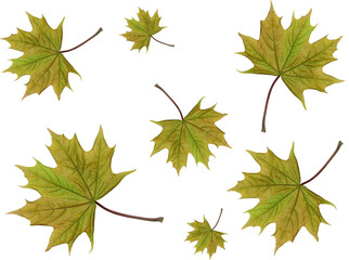 Seamless pattern. Maple leaves isolated on white
