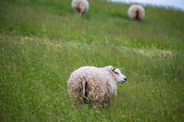 Animal collection, young and old sheeps grazing on green meadows on Schouwen-Duiveland, Zeeland, Netherlands