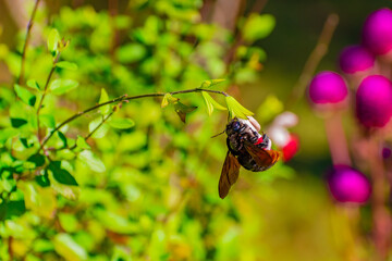 Abejorro polinizando en el jardín. Canelones, Uruguay