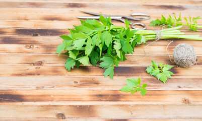 Spicy herbs. Fresh celery. Green celery leaves on wooden table