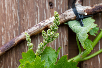 Spring blossom of flowers clusters of grape plant