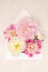 Beautiful fresh peony blooms
