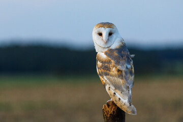 Owl after sunset. Barn owl, Tyto alba, perched on old wooden fence in fields, waiting for prey. Blue hour. Owl with heart-shaped face. Beautiful bird in habitat. Evening in summer nature. Wildlife.