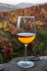 Glass of Portuguese white dry wine, produced in Douro Valley and old terraced vineyards on background in autumn, wine region of Portugal