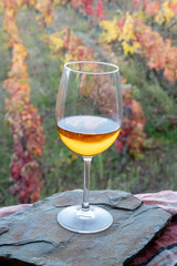 Glass of Portuguese white dry wine, produced in Douro Valley and old terraced vineyards on background in autumn, wine region of Portugal