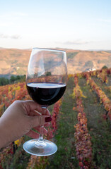 Glass of Portuguese red dry wine, produced in Douro Valley and old terraced vineyards on background in autumn, wine region of Portugal
