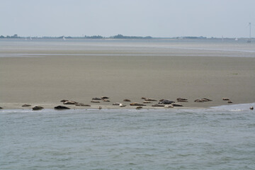 Animal collection, group of big sea seals resting on sandy beach during low tide in Oosterschelde, Zeeland, Netherlands