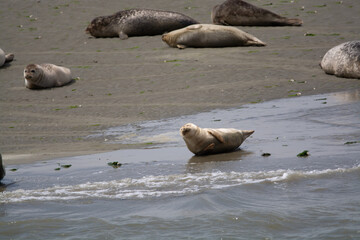 Animal collection, group of big sea seals resting on sandy beach during low tide in Oosterschelde, Zeeland, Netherlands