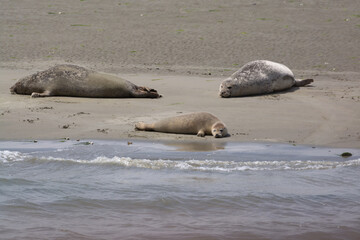 Animal collection, group of big sea seals resting on sandy beach during low tide in Oosterschelde, Zeeland, Netherlands