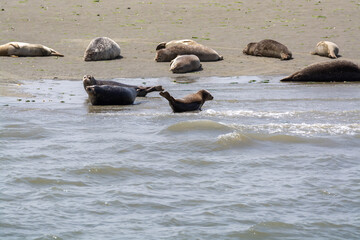 Animal collection, group of big sea seals resting on sandy beach during low tide in Oosterschelde, Zeeland, Netherlands