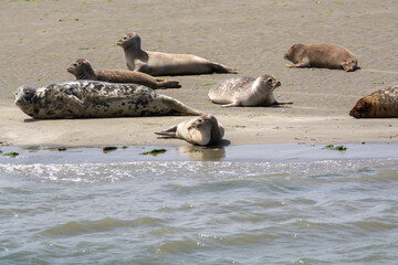 Fototapeta premium Animal collection, group of big sea seals resting on sandy beach during low tide in Oosterschelde, Zeeland, Netherlands