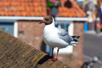 Dutch birds collection, black-headed gull Chroicocephalus ridibundus or mediterranean gull, Schouwen-Duiveland island, Zeeland,Netherlands