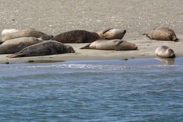 Animal collection, group of big sea seals resting on sandy beach during low tide in Oosterschelde, Zeeland, Netherlands