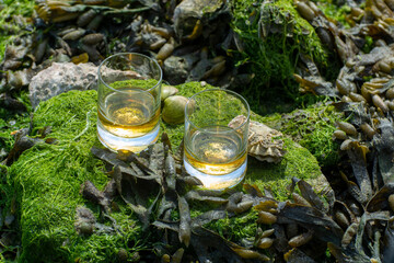 Tasting of single malt or blended Scotch whisky and seabed at low tide with algae, stones and...