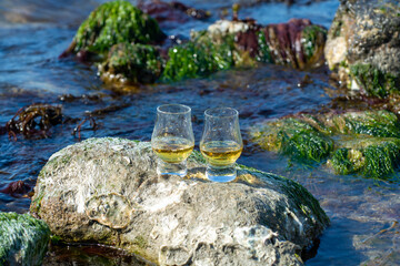 Tasting of single malt or blended Scotch whisky and blue sea with stones and oysters on background, private whisky tours in Scotland, UK