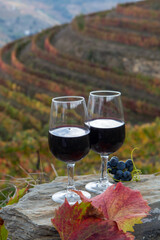 Tasting of Portuguese fortified port wine, produced in Douro Valley with colorful terraced vineyards on background in autumn, Portugal