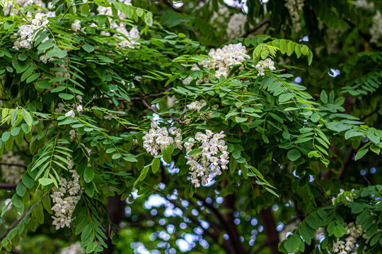 Acacia tree blooming in the spring. Flowers branch with a green background. White acacia flowering, sunny day. Abundant flowering. Source of nectar for tender fragrant honey, summer.