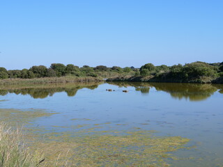 The landscape in the salt marshes in Guerande. June 2021, France.