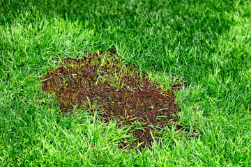 New grass growing from reseeding in green lush lawn - 439429316